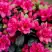 Азалия КАНЗОНЕТТА японская в Новополоцке