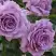Роза ЛАВ СОНГ флорибунда в Новополоцке