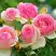 Роза ПЬЕР ДЕ РОНСАР плетистая в Новополоцке