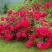 Роза РАДОСТЬ САДОВНИКА (ГАРТЕН ФРОЙДЕ) почвопокровная в Новополоцке