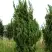 Можжевельник КАЙЗУКА китайский в Новополоцке