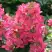Гортензия МЕГА МИНДИ метельчатая в Новополоцке