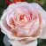 Роза АНДРЕ ЛЕ НОТР чайно-гибридная в Новополоцке