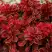 Барбарис РЕД ХОТ ЧИЛИ тунберга в Новополоцке