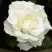 Роза МОНДИАЛЬ чайно-гибридная в Новополоцке