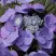 Гортензия БЛАУМАЙС (БЛАУМАЙЗЕ) крупнолистная в Новополоцке