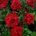 Роза РЕД ИНТУИШН чайно-гибридная в Новополоцке