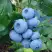 Голубика ТОРО в Новополоцке