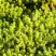 Очиток (седум) ЙЕЛЛОУ КВИН едкий в Новополоцке