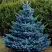 Ель МАДЖЕСТИК БЛЮ колючая в Новополоцке