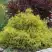 Кипарисовик ГОЛДЕН МОП горохоплодный в Новополоцке