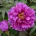 Пион ЛИЛОВАЯ ФАНТАЗИЯ древовидный в Новополоцке