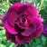Роза БУРГУНДИ АЙС флорибунда в Новополоцке