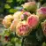 Роза ПИТАХАЙЯ чайно-гибридная в Новополоцке