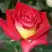 Роза ФРЕНДШИП чайно-гибридная в Новополоцке