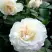 Роза ВАЙТ МЕЙДИЛАНД почвопокровная в Новополоцке
