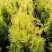 Туя ГОЛДЕН БРАБАНТ западная в Новополоцке