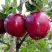 Яблоня РЕД ДЕЛИШЕС в Новополоцке