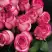 Роза КАРУСЕЛЬ чайно-гибридная в Новополоцке