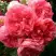 Роза РОЗАРИУМ ЮТЕРСОН плетистая в Новополоцке
