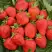 Клубника САН АНДРЕАС ремонтантная в Новополоцке
