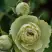 Роза ГРИН ДАЙМОНД миниатюрная в Новополоцке