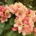 Рододендрон ФЛАУТАНДО в Новополоцке