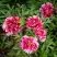 Пион РЕД ВИЗ ПИНК древовидный в Новополоцке
