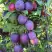 Слива БЛЮ СВИТ колонновидная в Новополоцке