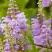 Физостегия РОЗЕЯ виргинская в Новополоцке