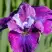 Ирис СИ Я ЛЕЙТЕР сибирский в Новополоцке