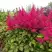 Астильба САННИ ДЕЙ гибридная в Новополоцке