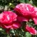 Роза ВИЕН РОУЗ чайно-гибридная в Новополоцке