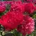 Пион БЕЛГРАВИЯ травянистый в Новополоцке
