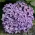 Гортензия АИША крупнолистная  в Новополоцке