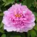 Пион ПРОЗРАЧНАЯ РОСА древовидный в Новополоцке