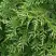 Туя СМАРАГД ВАРИЕГАТА западная в Новополоцке