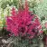Астильба МУЛЕН РУЖ курчавая в Новополоцке