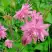 Аквилегия БАРЛОУ ПИНК гибрид МакКаны в Новополоцке