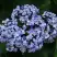 Гортензия АИША крупнолистная  в Новополоцке