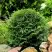 Туя ДАНИКА западная в Новополоцке