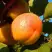Абрикос СПАДЧЫНА в Новополоцке