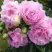Пион ДИННЕР ПЛЕЙТ травянистый в Новополоцке