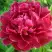 Пион КИТАЙСКИЙ ШЕЛК травянистый в Новополоцке
