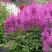 Астильба АМЕТИСТ Арендса в Новополоцке