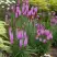 Лиатрис РОЗЕА колосковая в Новополоцке
