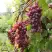 Виноград КИШМИШ ЗАПОРОЖСКИЙ в Новополоцке