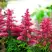 Астильба ЮНИК КАРМИН гибридная в Новополоцке