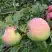Яблоня УТРО в Новополоцке