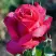 Роза ВИЕН РОУЗ чайно-гибридная в Новополоцке